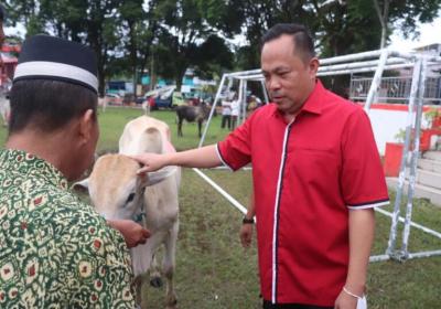Diserahkan Wawali Richard, Pemkot  Bantu 24 Ekor Sapi kepada 24 Masjid di kota Manado