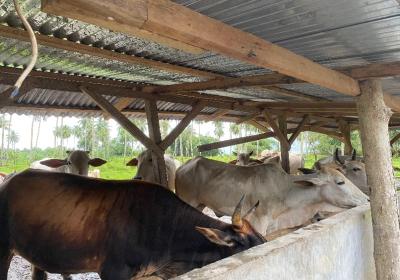 Sambut Idul Adha 1445 H, Rio Dondokambey Beri 11 Ekor Sapi Kurban Untuk Umat Muslim